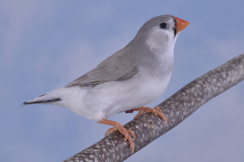 Diamant mandarin dos pâle gris poitrine noire femelle_1