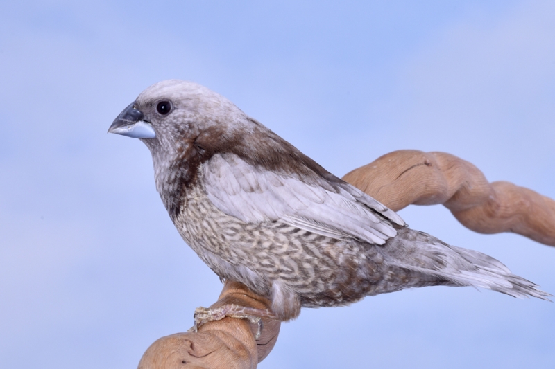 Moineau du Japon perlé gris_1