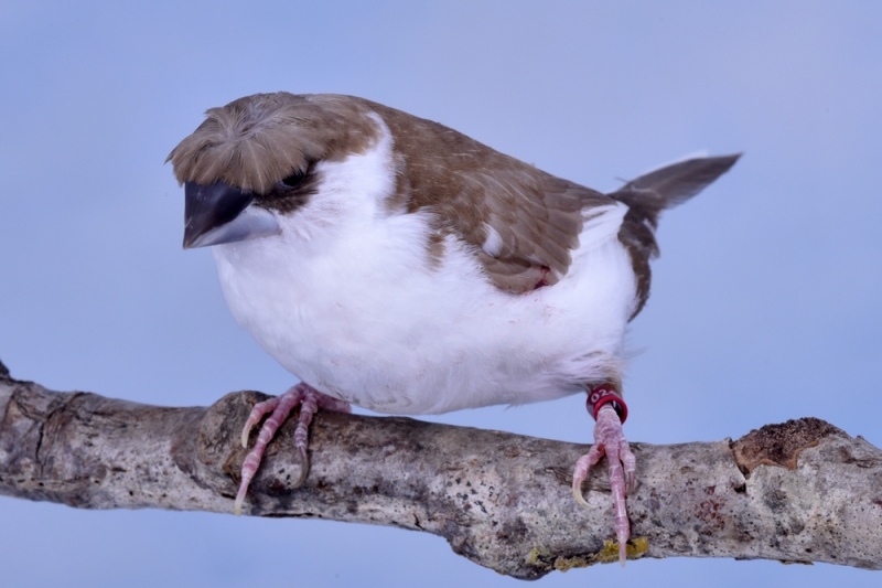Moineau du Japon à couronne circulaire centrée_1