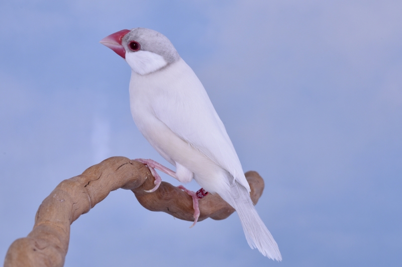 Padda phaéo opale_1