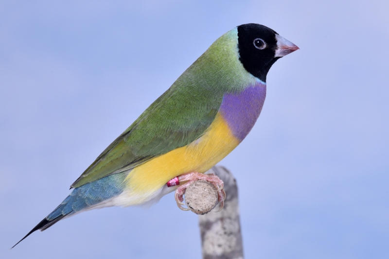 Femelle diamant de Gould vert poitrine violette tête noire P.rouge_1