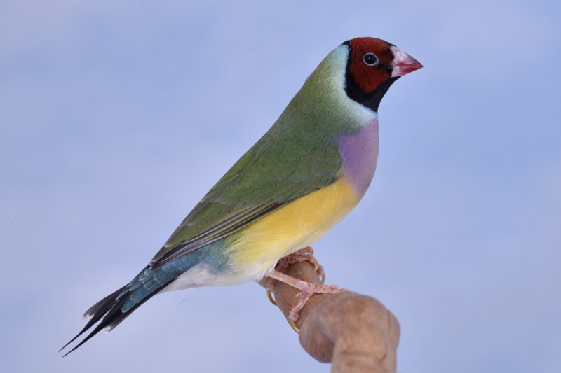Femelle diamant de Gould vert poitrine violette tête rouge_1