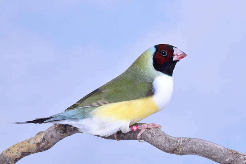 Femelle diamant de Gould vert poitrine blanche tête rouge_1