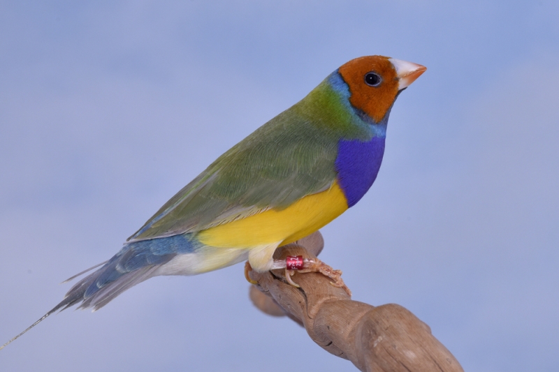 Mâle diamant de Gould vert pastel poitrine violette tête orange_1