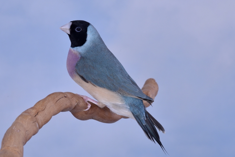 Femelle diamant de Gould bleu poitrine violette tête noire_1