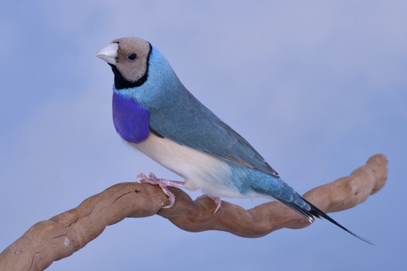 Mâle diamant de Gould bleu poitrine violette tête claire_1