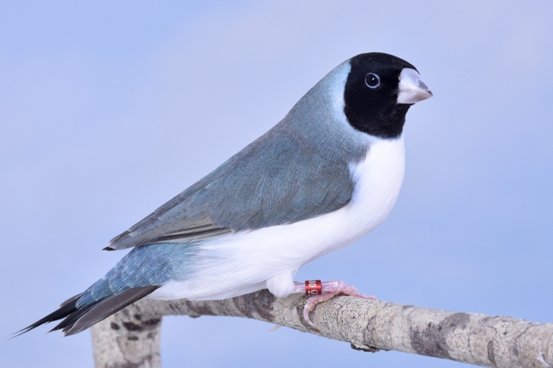 Femelle diamant de Gould bleu poitrine blanche tête noire_1