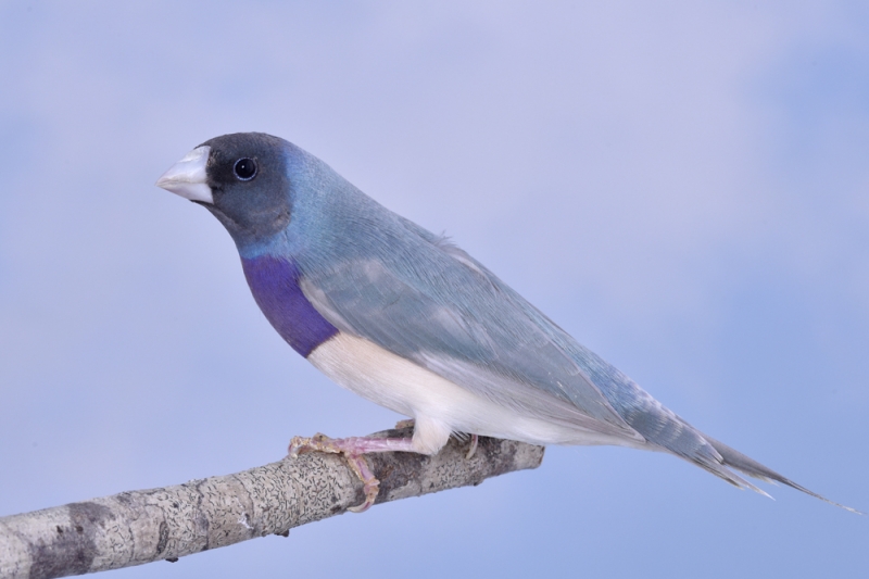 Mâle diamant de Gould bleu pastel poitrine violette tête noire_1