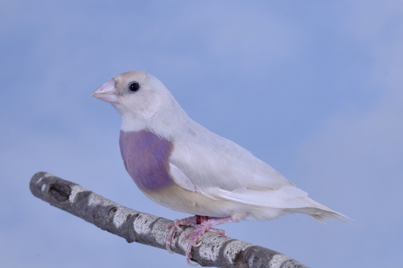 Femelle diamant de Gould bleu-jaune poitrine violette tête claire_1