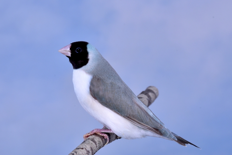 Femelle diamant de Gould bleu cinnamon poitrine blanche tête noire_1