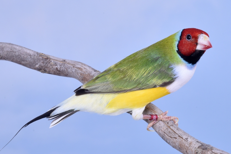 Mâle diamant de Gould autre phénotype tête rouge_1