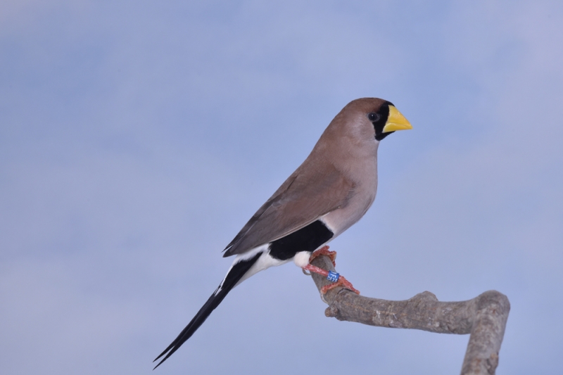 Diamant masqué phénotype ancestral_1