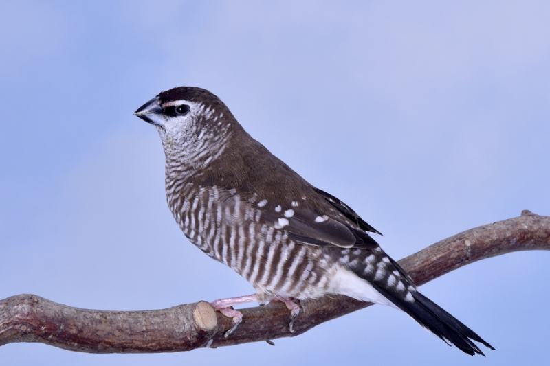 Femelle diamant modeste phénotype ancestral_1