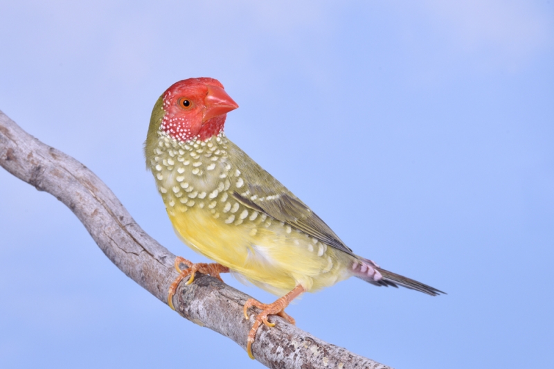 MÄLE Diamant à queue rousse phénotype ancestral_1