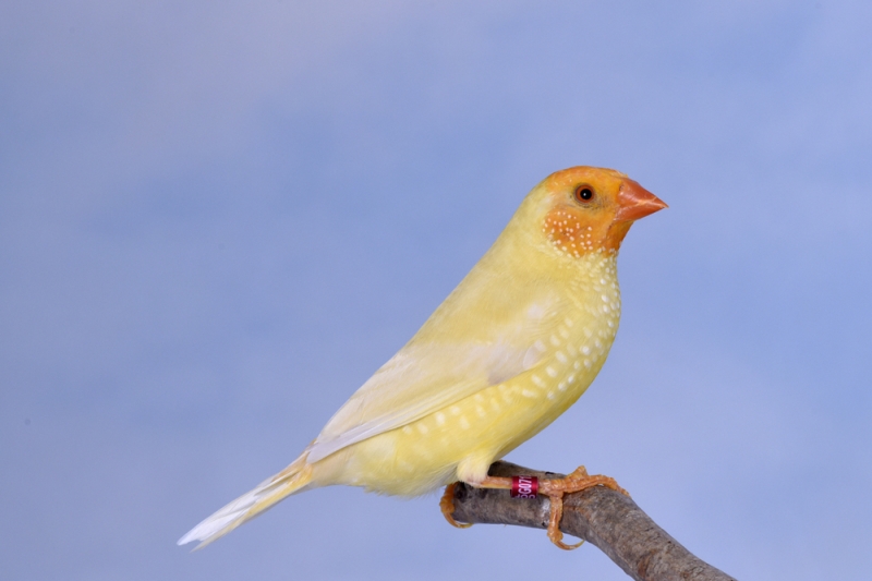 Mâle diamant à queue rousse jaune masque orange_1