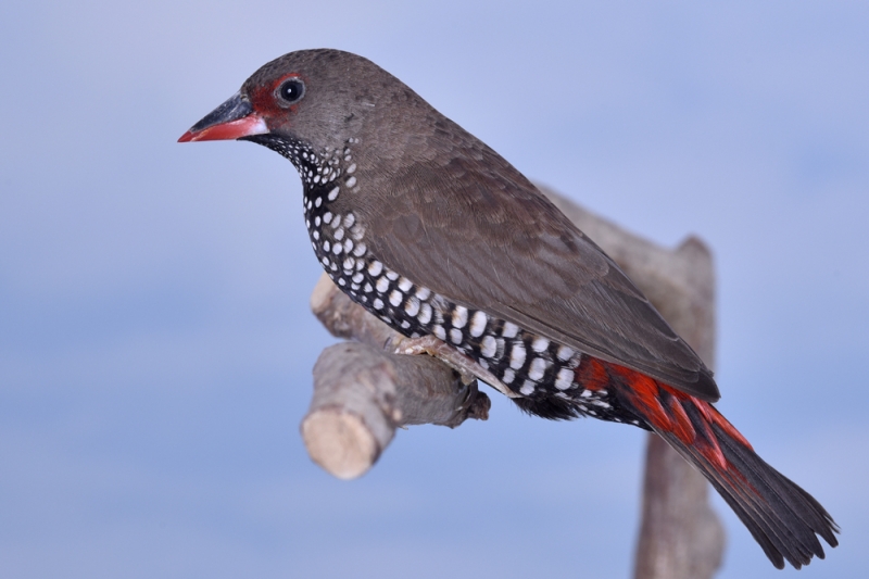 Femelle diamant peint phénotype ancestral_1