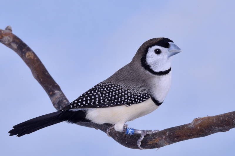 Diamant de bicheno croupion blanc phénotype ancestral_1