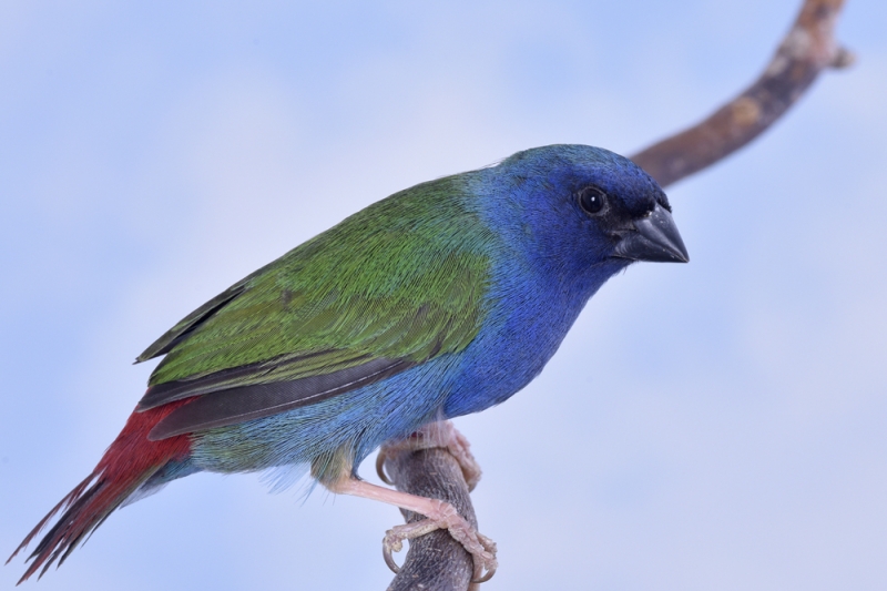 Mâle diamant azuvert_1