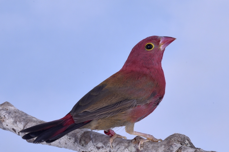 Mâle amarante du sénégal_1