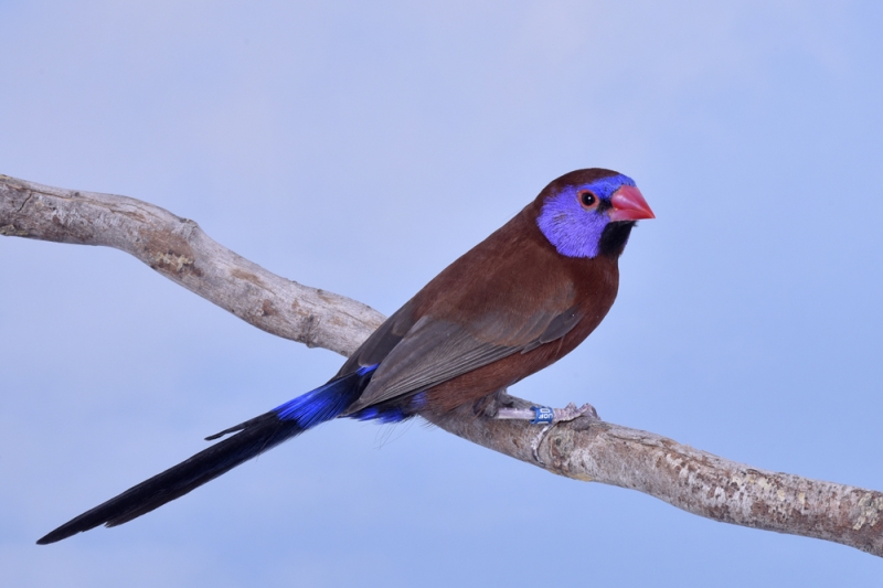 Mâle cordonbleu grenadin_1