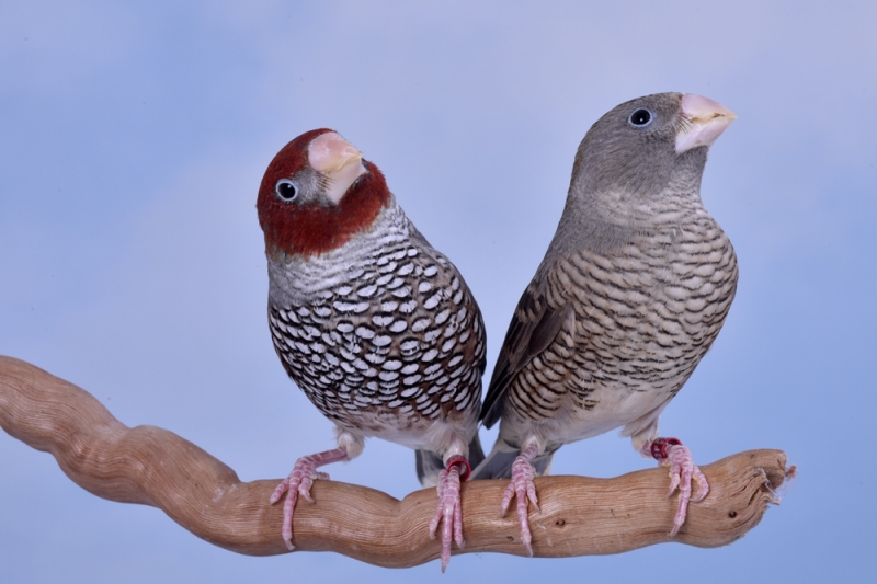 Couple amadine à tête rouge phénotype ancestral_1