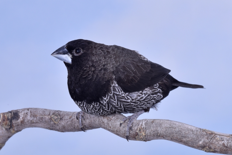 Moineau du Japon noir brun_1