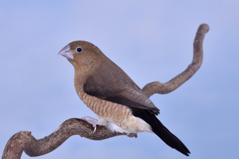 Bec d'argent phénotype ancestral_1