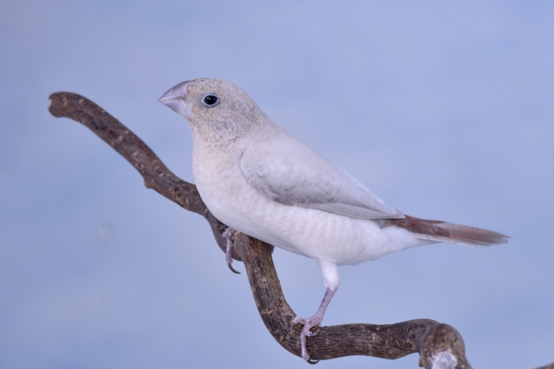 Bec d'argent opale_1